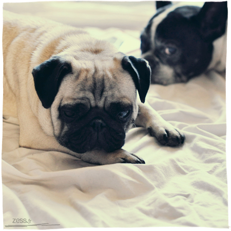 bouledogue carlin