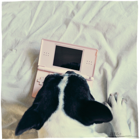bouledogue sd nintendo